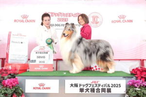 コリー　コナー　JKC大阪ドッグフェスティバル　SBVIS